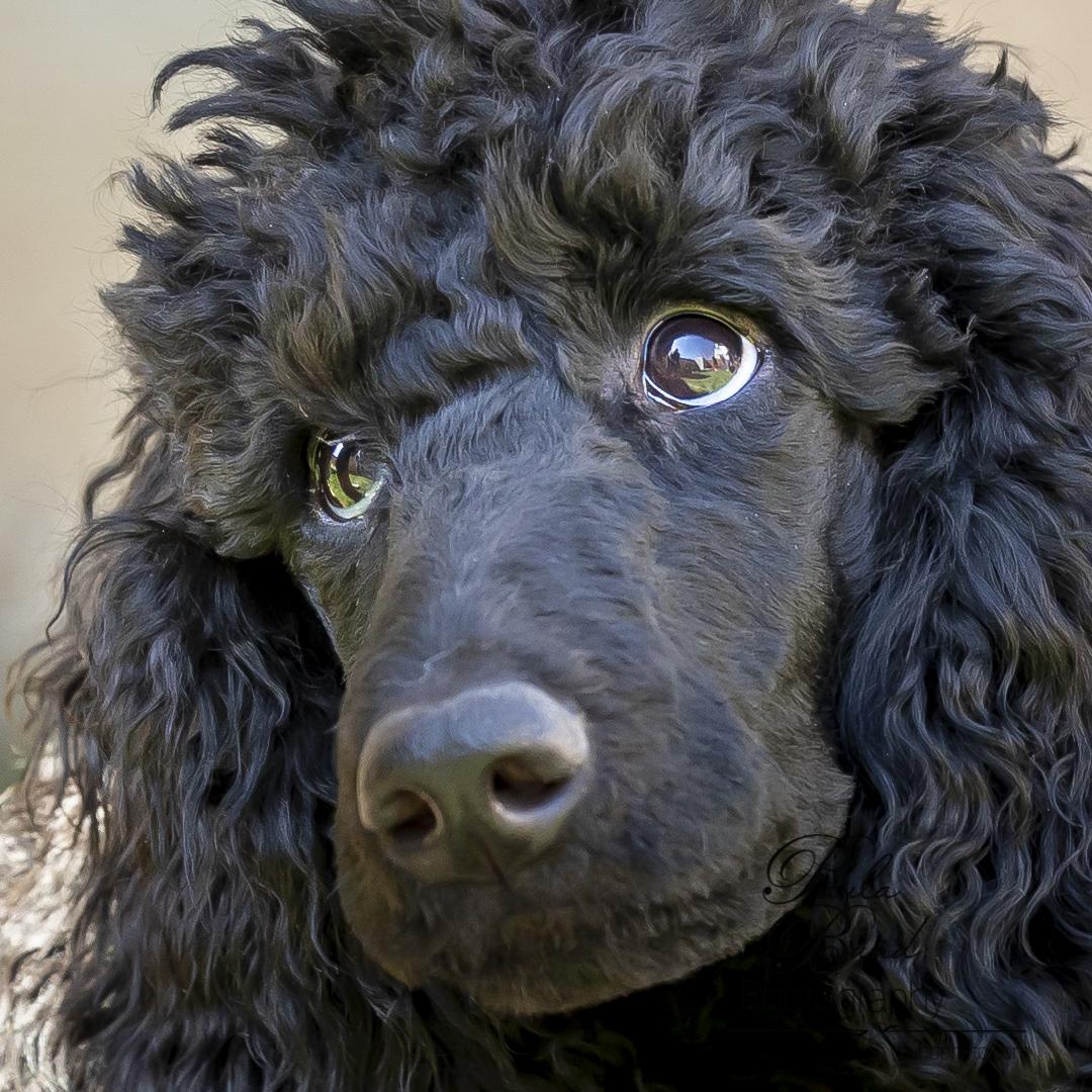 Is Fostering Right For Me? – Standard Poodles In Need, Rescue & Rehome