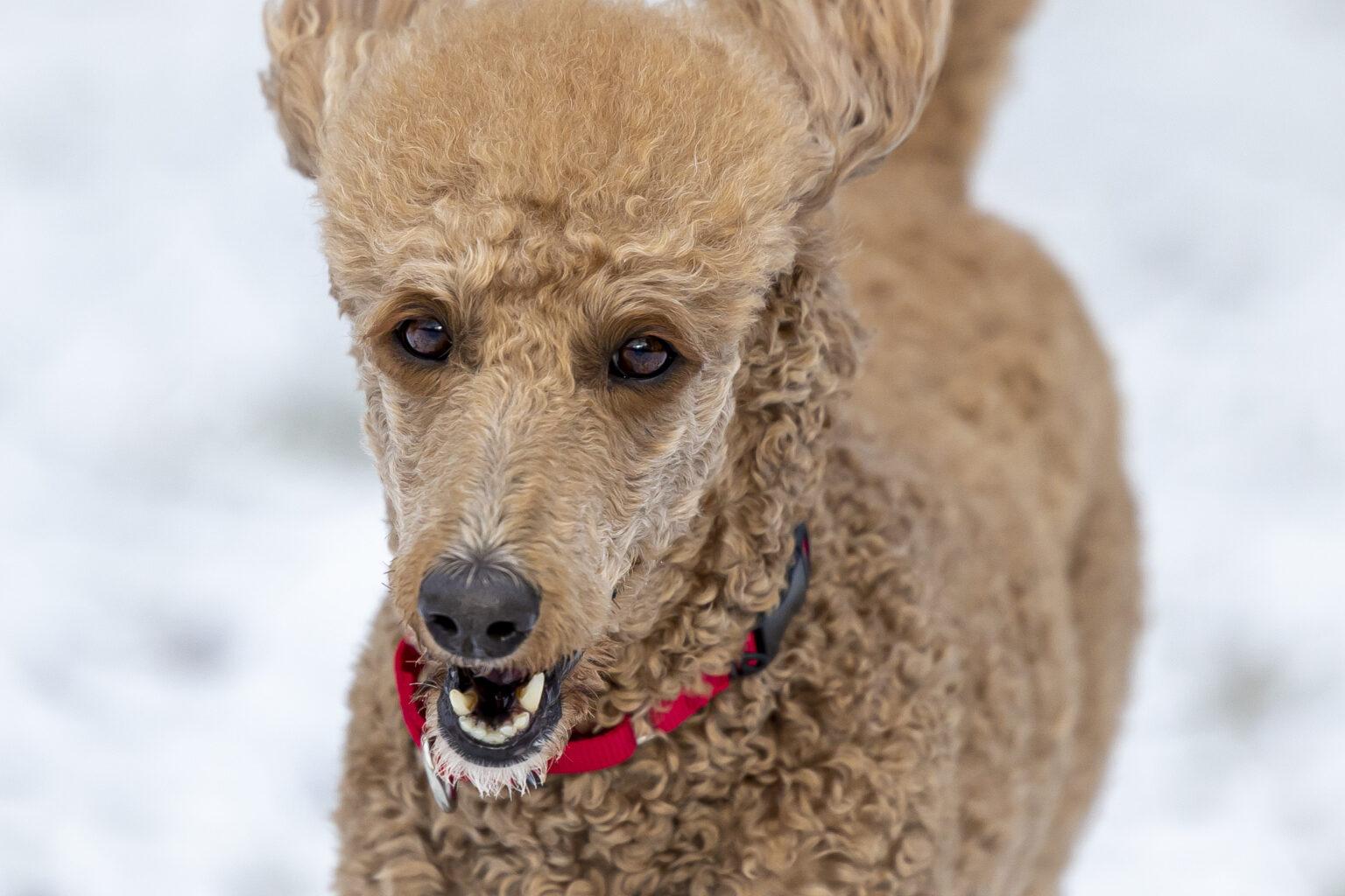 Available Dogs Standard Poodles In Need, Rescue & Rehome
