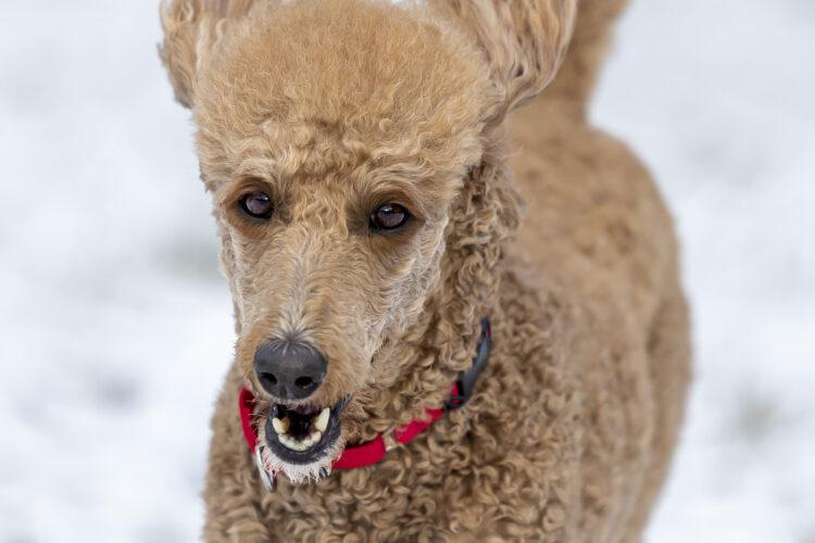 Available Dogs Standard Poodles In Need, Rescue & Rehome