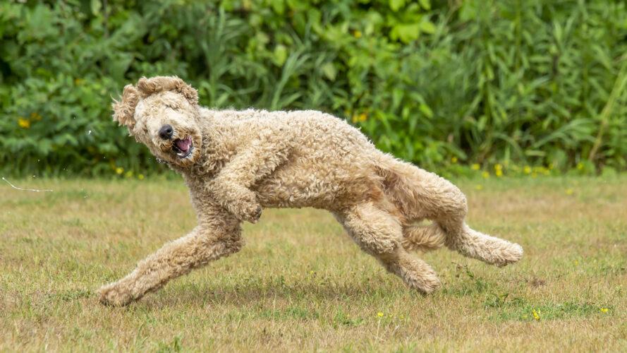 So You Want To Adopt? Standard Poodles In Need, Rescue