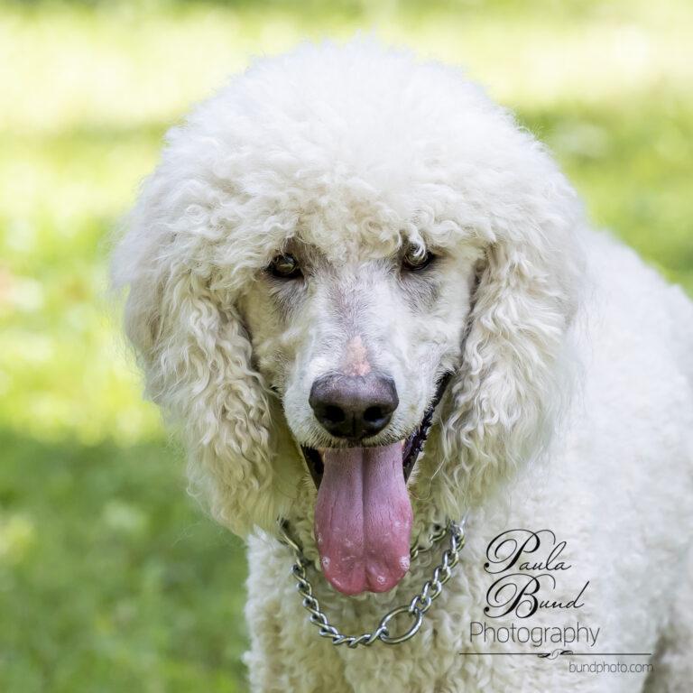 Available Dogs – Standard Poodles In Need, Rescue & Rehome