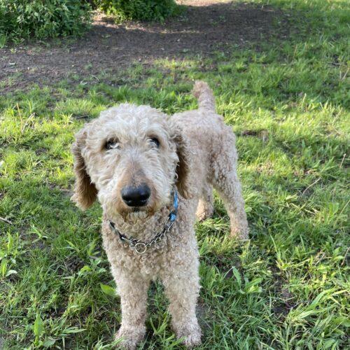 Mav – Standard Poodles In Need, Rescue & Rehome