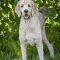 Finnegan