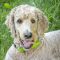 Finnegan