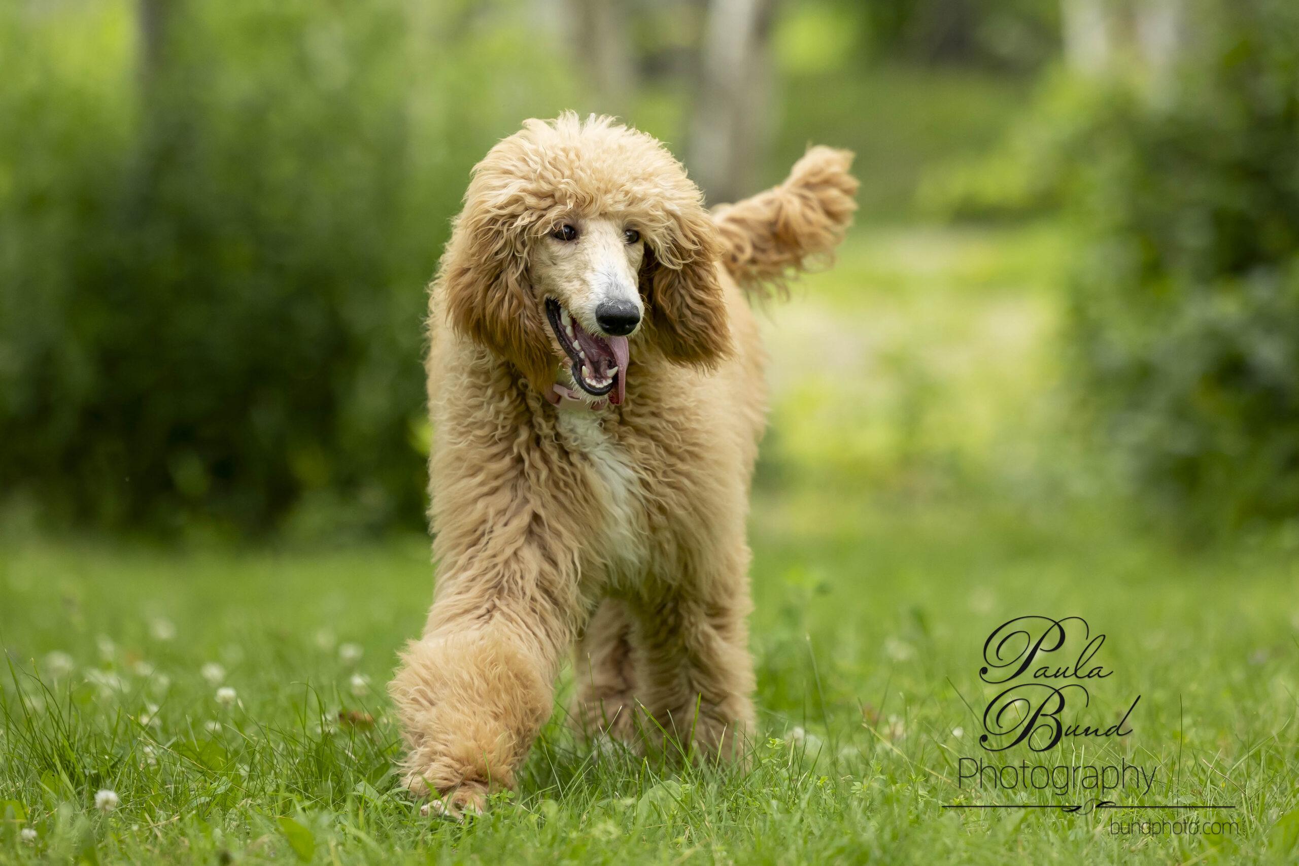 brandy-standard-poodles-in-need-rescue-rehome