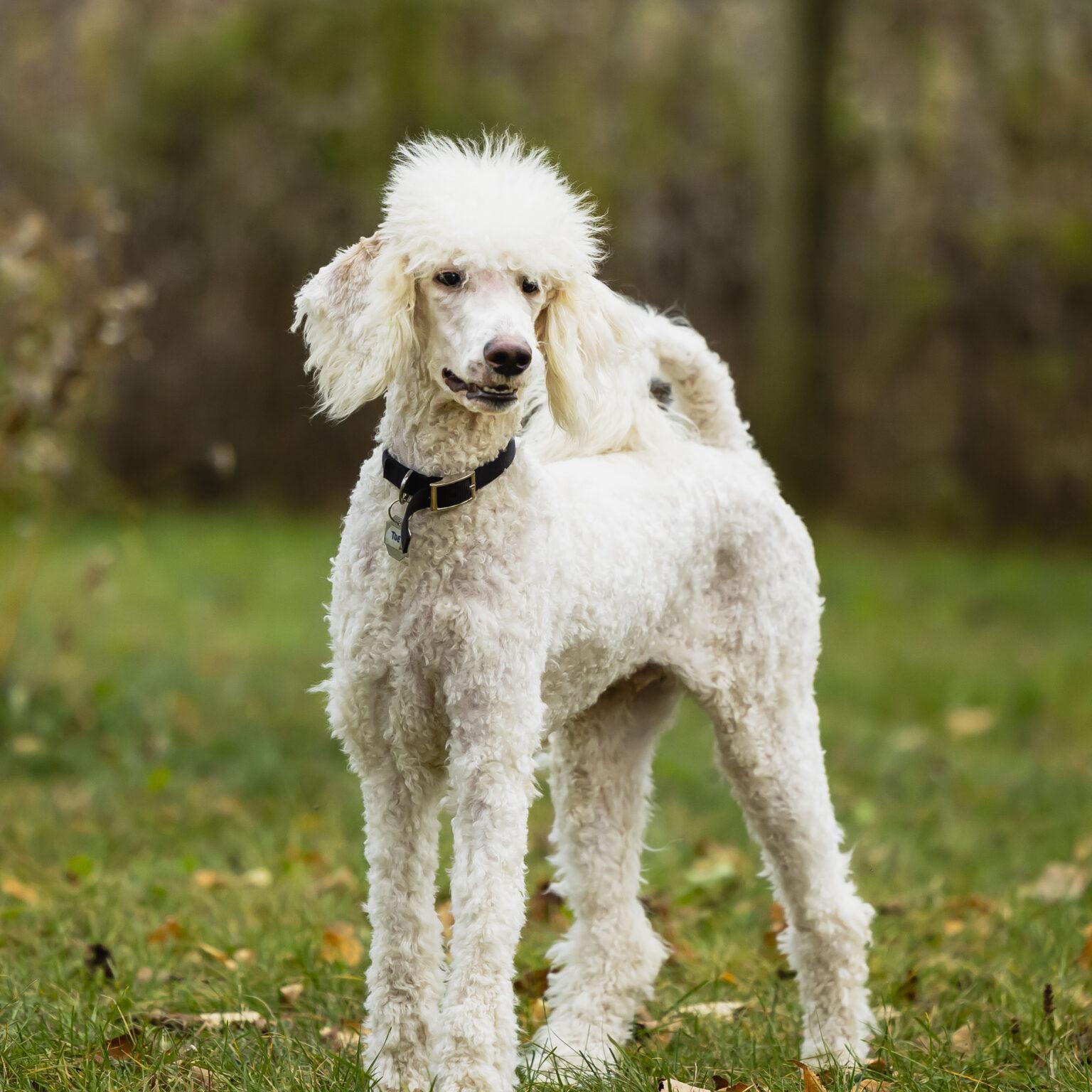 Oikustandard Poodle Rescue In Michigan 46 - jhfotmn