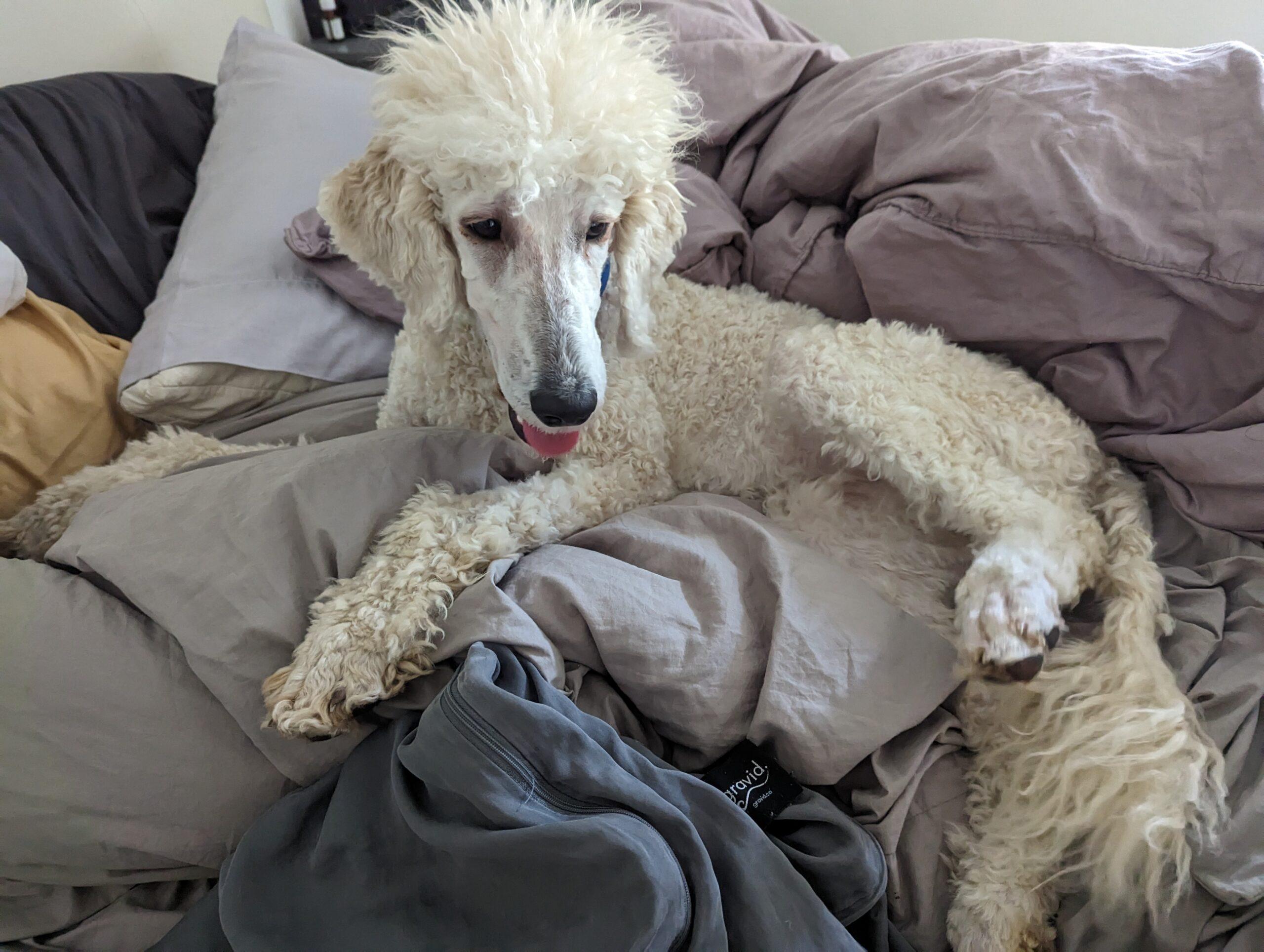 Pearl – Standard Poodles In Need, Rescue & Rehome