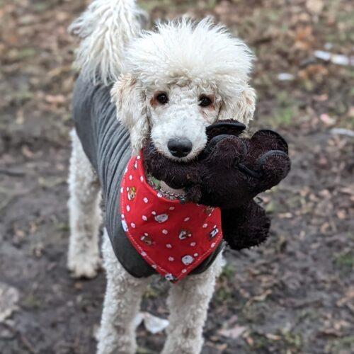 Standard Poodles In Need, Rescue & Rehome – Embrace Your Inner Poodle