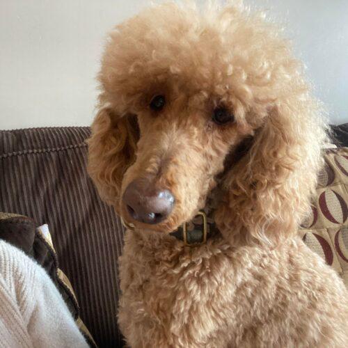 Standard Poodles In Need, Rescue & Rehome – Embrace Your Inner Poodle