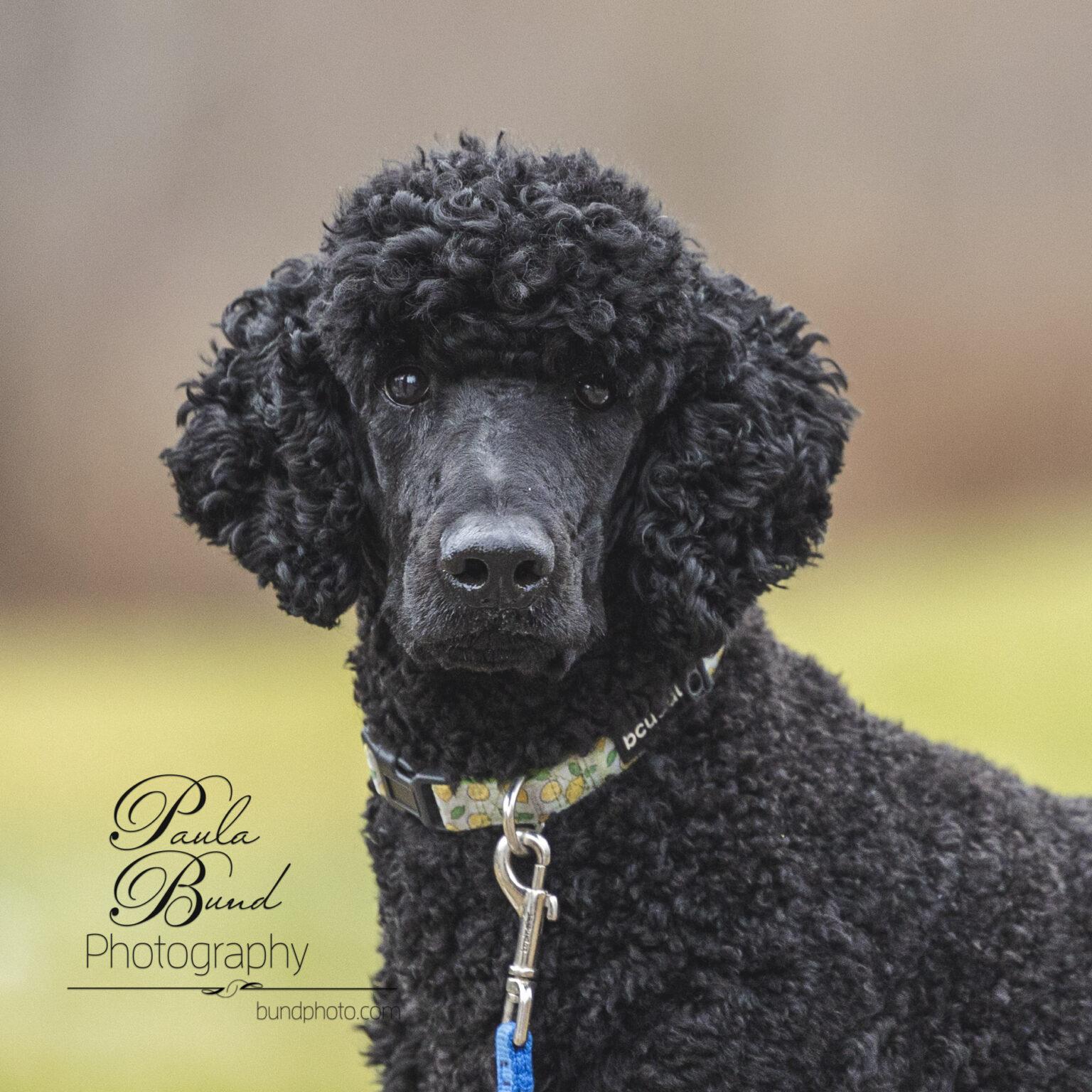 Oikustandard Poodle Rescue In Michigan 46 - 8u1zkwd
