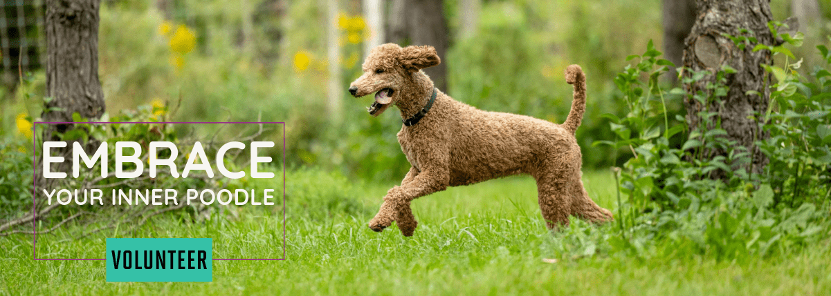 Standard Poodles In Need Rescue