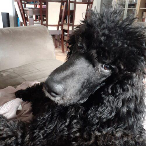 Archie-FTA-Oct 23, 2024 – Standard Poodles In Need, Rescue & Rehome