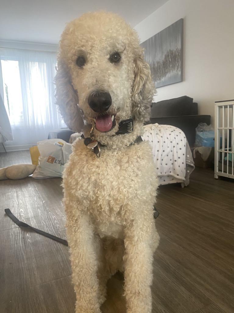 Copain – Standard Poodles In Need, Rescue & Rehome