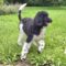 Biscuit (now Disco)