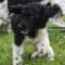 Biscuit (now Disco)