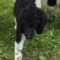 Biscuit (now Disco)