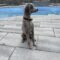 Bosun
