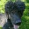 Rollo