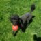 Rollo
