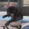 Rollo
