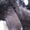 Rollo