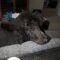 Rollo