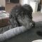 Rollo