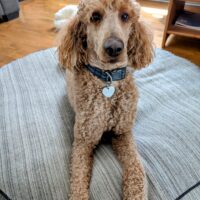 Russell (2025) sitting on dog bed.