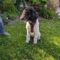 Pongo
