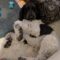 Pongo
