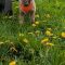 Casey (now Maple)