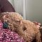 Rupert