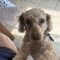 Rupert