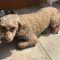 Rupert