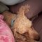 Rupert